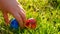 Easter Egg Hunt.Child takes a blue egg from the grass .Blue and red eggs in the grass .Easter holiday tradition.Spring