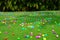 An Easter egg hunt with plastic eggs on a green lawn