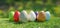 Easter egg hunt, spring Holiday celebration. Pastel color eggs in nature on grass 3d render