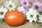 Easter egg and nigella flowers