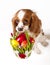 Easter eggs in basket with easter dog. Happy easter. Cavalier king charles spaniel holding easter egg basket on isolated