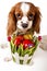 Easter eggs in basket with easter dog. Happy easter. Cavalier king charles spaniel holding easter egg basket on isolated