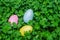 Easter eggs in clover