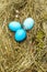Easter eggs concept in a nest on hay with willow seals on wooden background