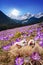 Easter eggs on the crocuses meadow. Chocholowska valley