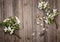 Easter eggs decoration on rustic wooden background. Quail eggs and spring apple blossom on a old wooden background. Vintage style