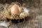 Easter eggs with feather on rustic table