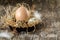 Easter eggs with feather on rustic table