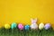 Easter eggs with a funny hare in fresh green grass on yellow background.