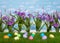 Easter eggs on grass, flowers on fence, sky background