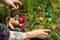 Easter eggs in the grass. A woman`s hands arrange and decorate the eggs in the grass