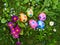 Easter eggs lawn