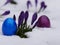 Easter eggs laying snow flowers