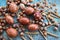 Easter eggs natural arrangement with hazelnuts, spelt, apricot kernels an walnuts