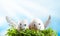 Easter eggs in nest on sky background