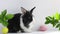 Easter eggs roll towards a small Easter bunny on a white and gray background with leaves. Pets. Easter concept.