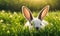 Easter enchantment: Rabbit in a spring blossom field