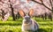 Easter enchantment: Rabbit in a spring blossom field