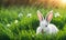 Easter enchantment: Rabbit in a spring blossom field