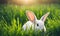 Easter enchantment: Rabbit in a spring blossom field