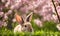 Easter enchantment: Rabbit in a spring blossom field