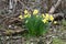 Easter flowers on the roadside