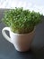 Easter fresh cress in a cup