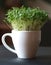 Easter fresh cress in a white cup