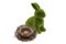 Easter green bunny isolated