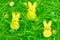 Easter green grass with hidden eggs and bunnies background for the holiday