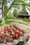 Easter. Hand painted eggs and traditional orthodox wooden church Barsana Monastery - landmark attraction in Maramures, Romania