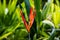 Easter Heliocona Heliconia Wagneriana tropical plants