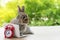 Easter holiday animal, technology e-learning concept. Baby bunny brown and grey with small laptop and alarm clock sitting on wood