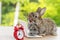 Easter holiday animal, technology e-learning concept. Baby bunny brown and grey with small laptop and alarm clock sitting on wood