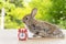 Easter holiday animal, technology e-learning concept. Baby bunny brown and grey with small laptop and alarm clock sitting on wood