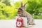 Easter holiday animal, technology e-learning concept. Baby bunny brown and grey with small laptop and alarm clock sitting on wood