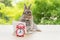 Easter holiday animal, technology e-learning concept. Baby bunny brown and grey with small laptop and alarm clock sitting on wood