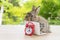 Easter holiday animal, technology e-learning concept. Baby bunny brown and grey with small laptop and alarm clock sitting on wood