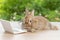 Easter holiday animal, technology e-learning concept. Baby bunny brown wearing eye glasses with laptop sitting on the wood. Lovely