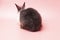 Easter holiday bunny animal concept. Back of black and white furry rabbit sitting over isolated pink background. Cuddly fleecy