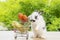 Easter holiday bunny animal and shop online concept. Adorable baby rabbit black, pushing shopping basket cart have fresh carrot
