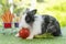 Easter holiday bunny animal and shop online concept. Adorable baby rabbit black, white with shopping basket cart have fresh carrot