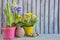 Easter holiday composition with quail eggs, various spring flowers