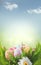 Easter holiday scene background. Traditional painted colorful eggs in spring grass over blue sky