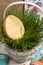 Easter honey-cake egg form, green grass busket, holiday preparation