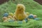 Easter image. Chicken with colored eggs on green grass