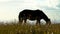 Easter Island Moai Rapa Nui Wild horses