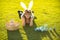 Easter kids boy in bunny ears hunting easter eggs outdoor. Cute child in rabbit costume with bunny ears having fun in