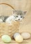 Easter kitten, natural colors