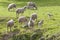 Easter Lambs and merino sheep